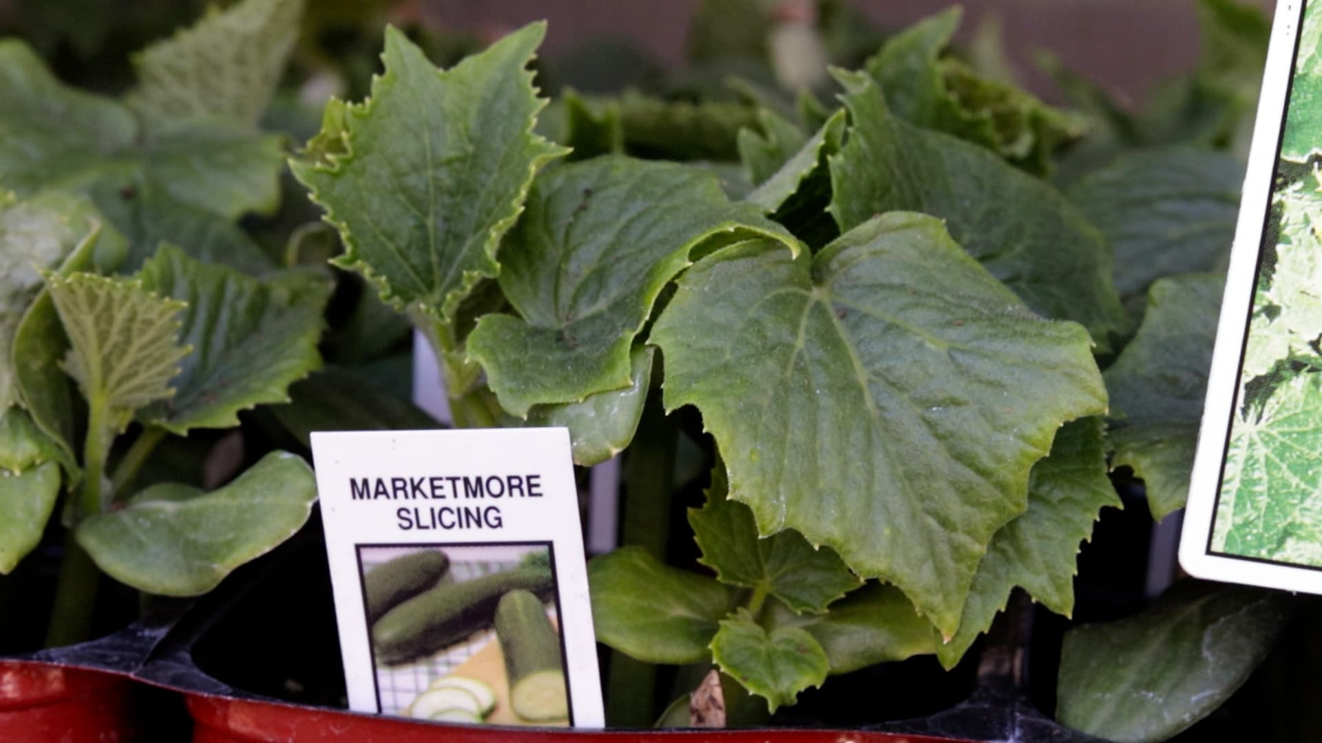 Cucumber