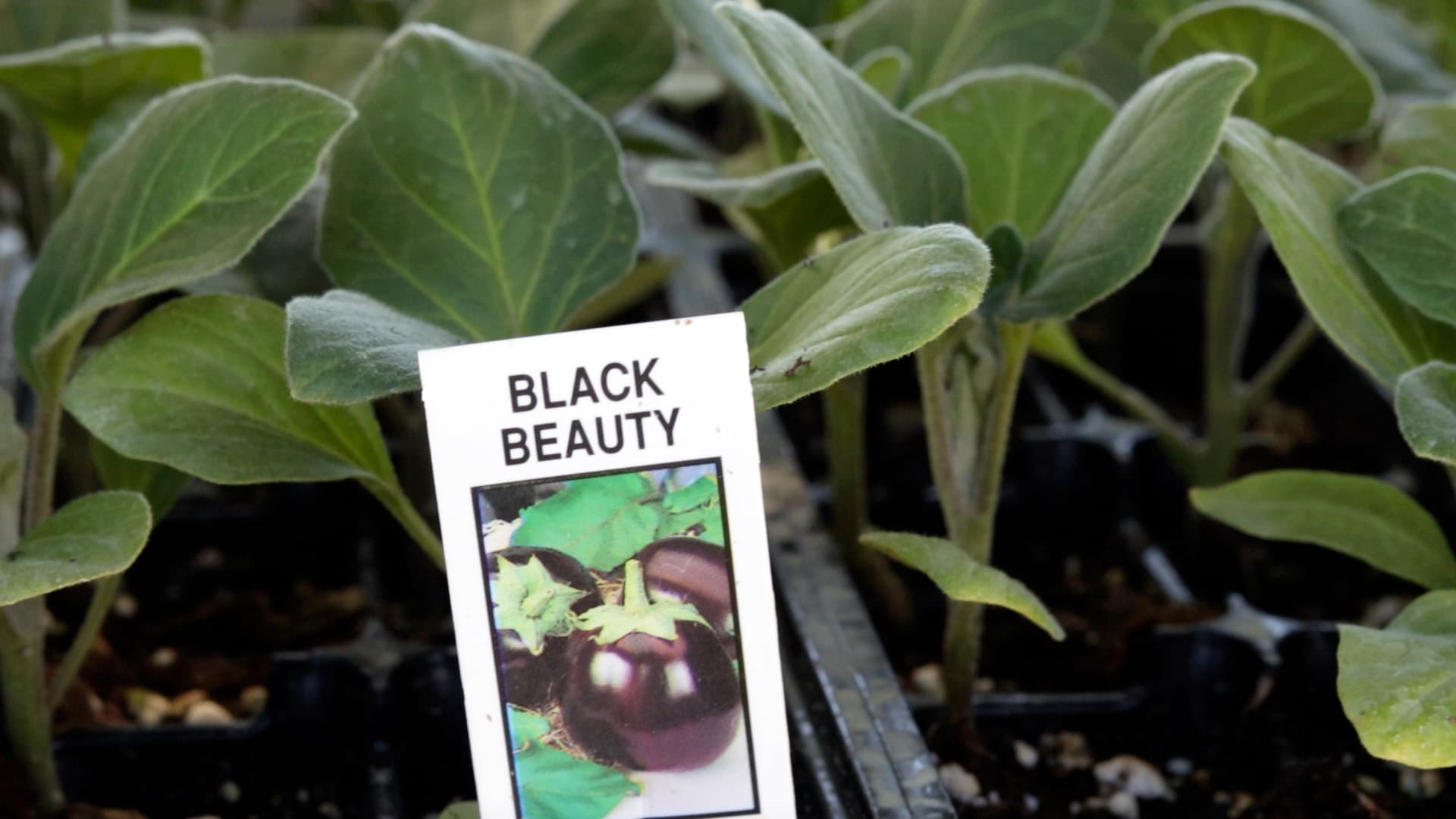 Eggplant