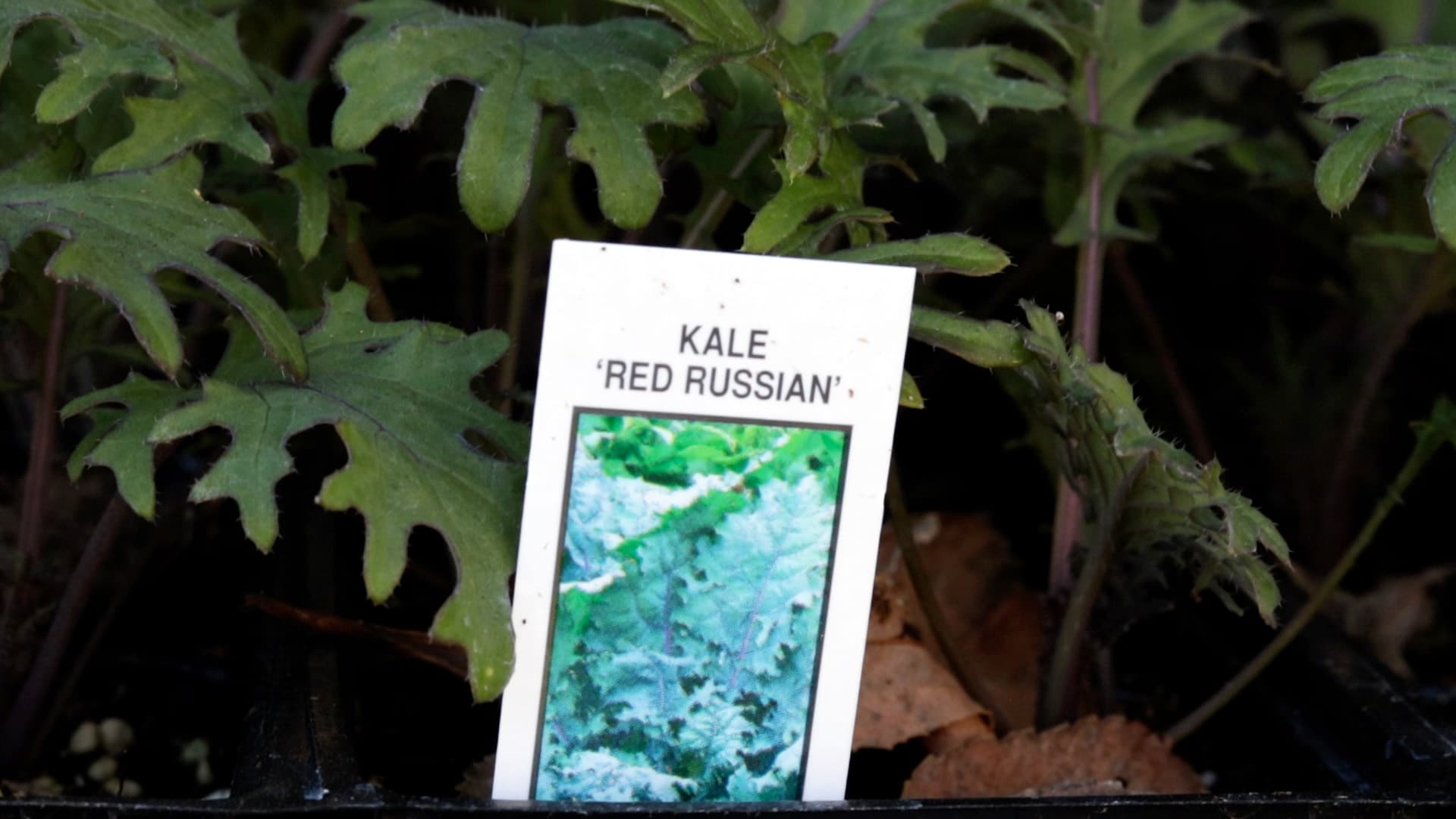 Kale