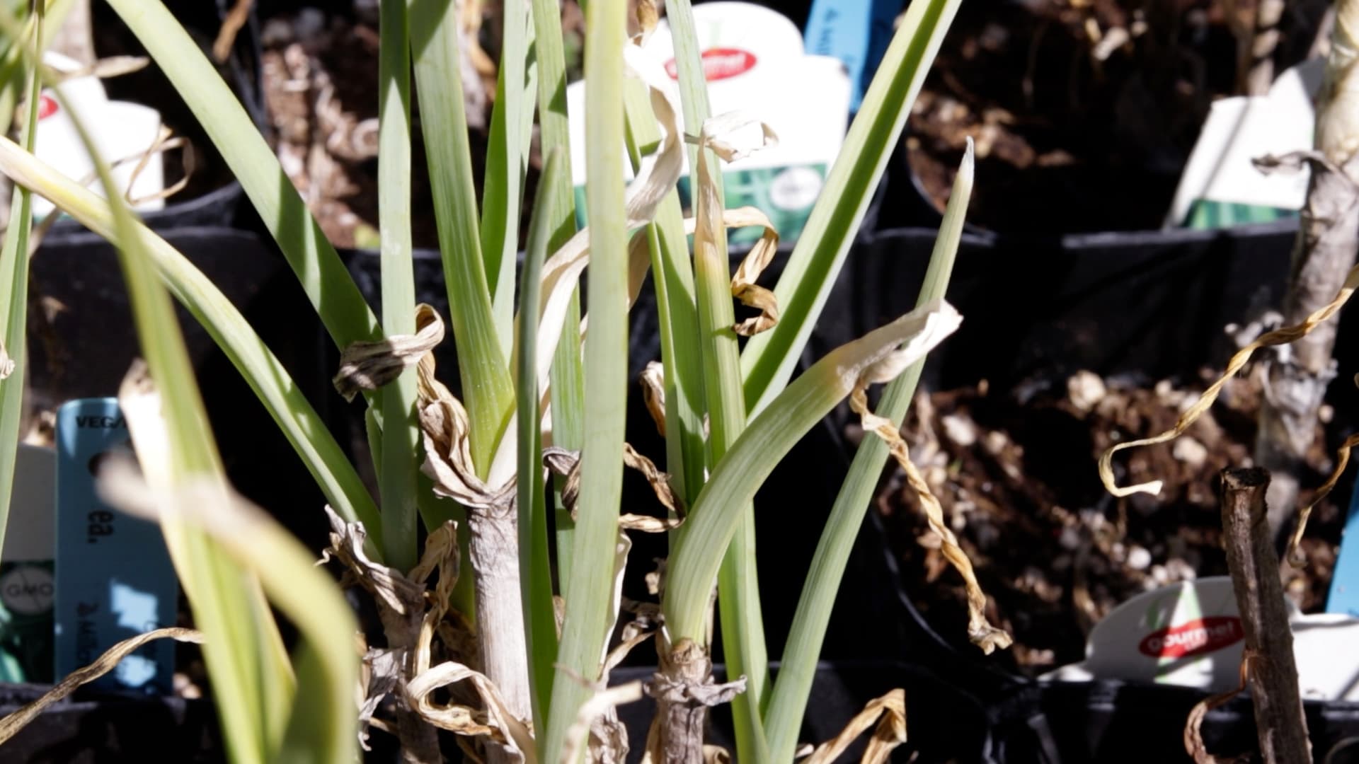 Leek