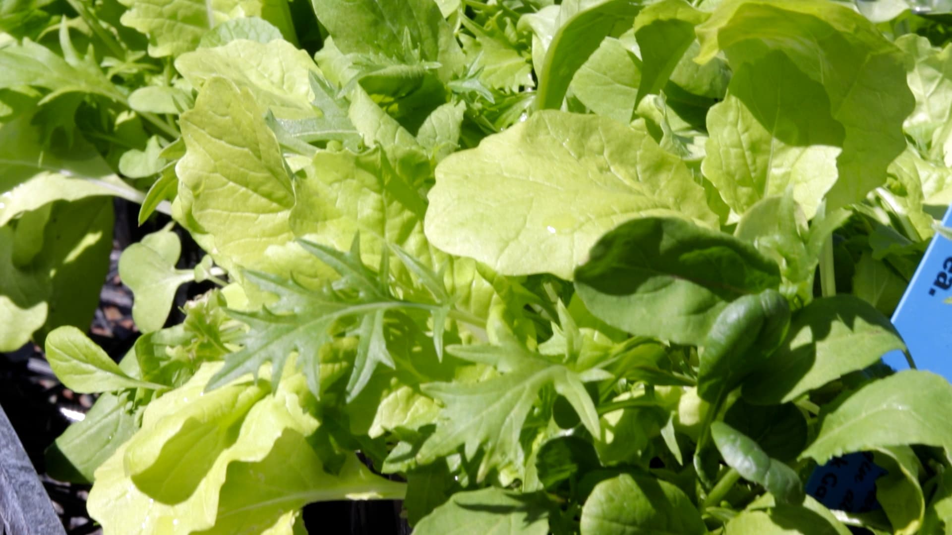 Asian Baby Lettuce Mix