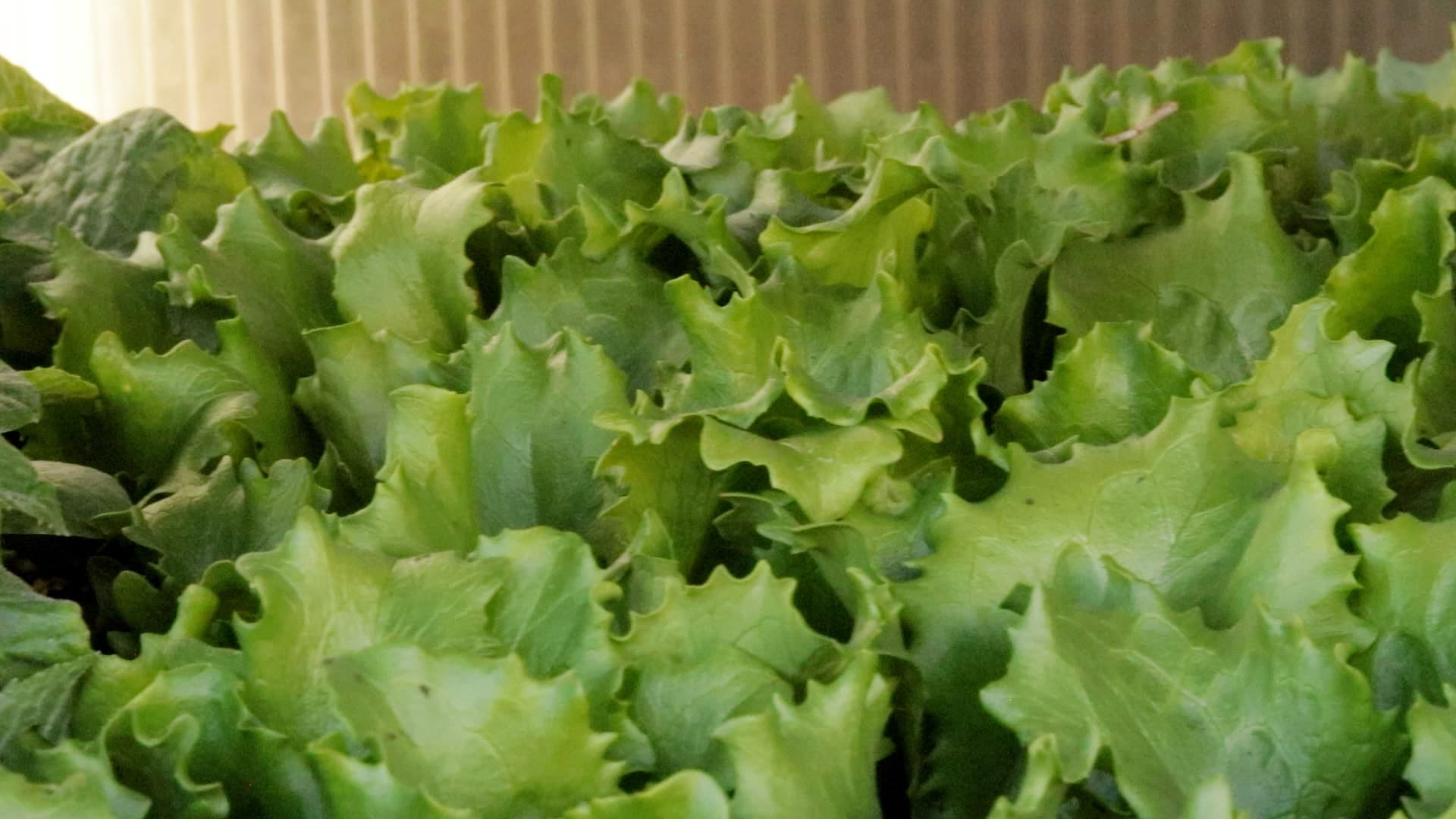 Lettuce