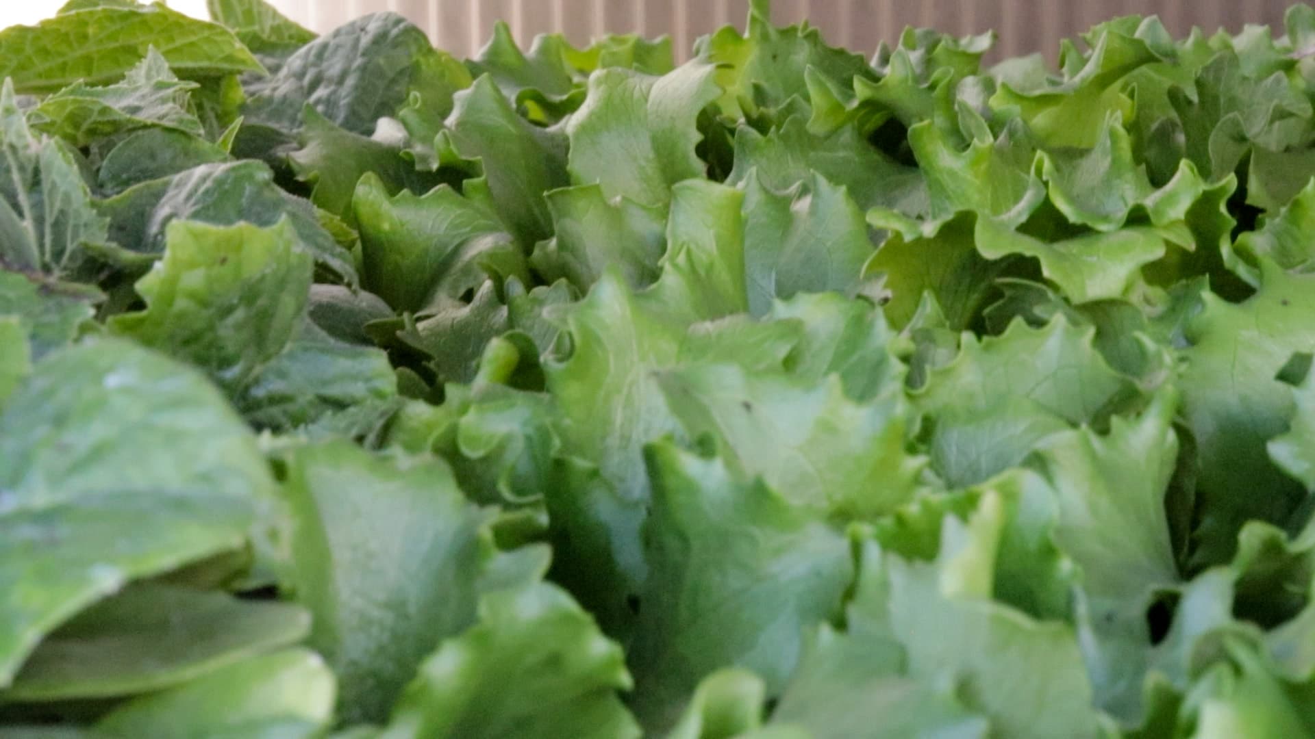 Spring greens bed