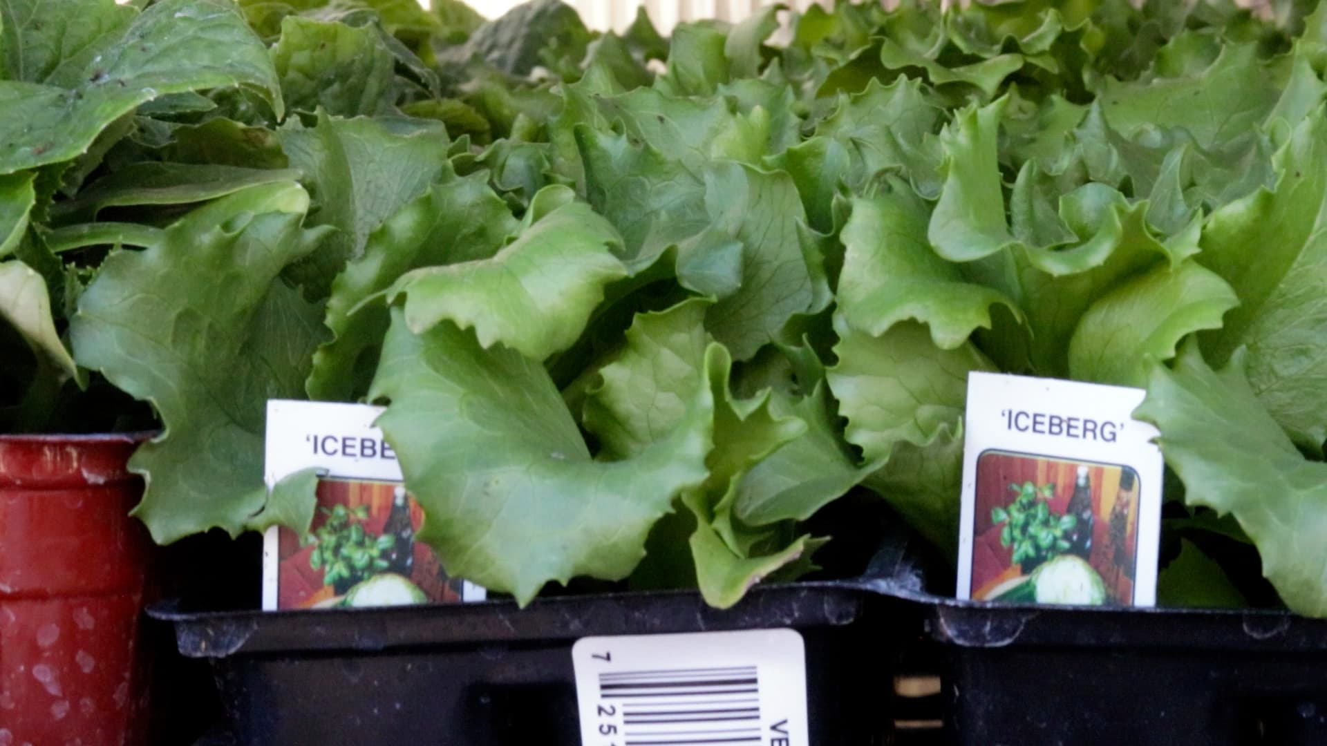 Iceberg Lettuce
