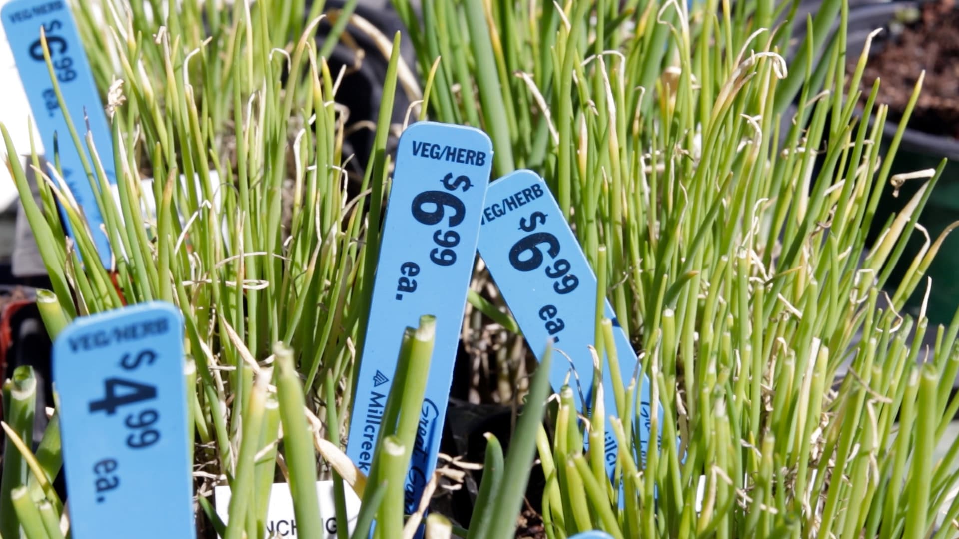Bunching Onion (Scallion)