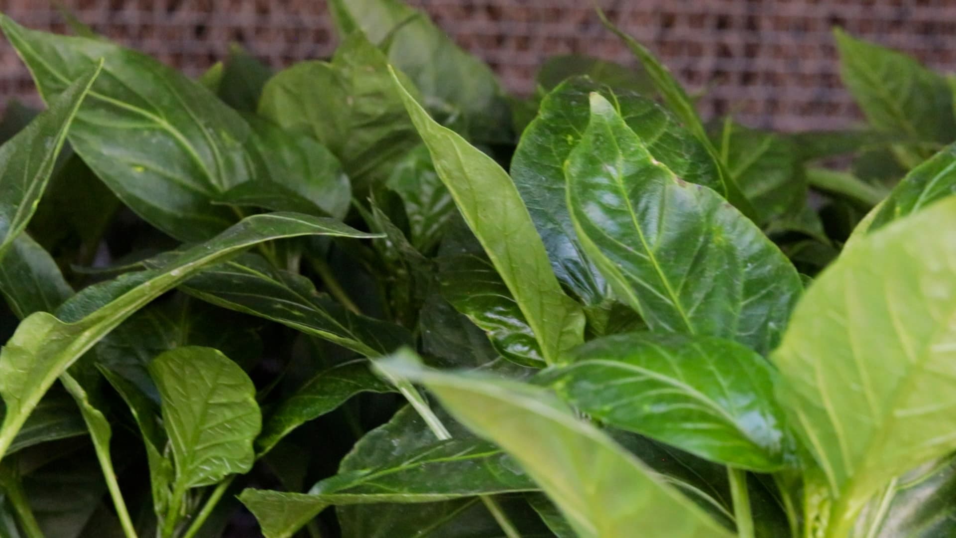 California Wonder Pepper