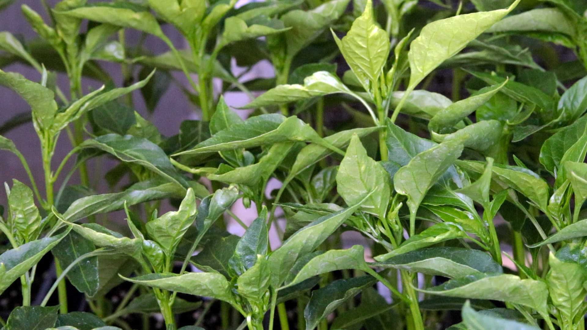 Cayenne Pepper