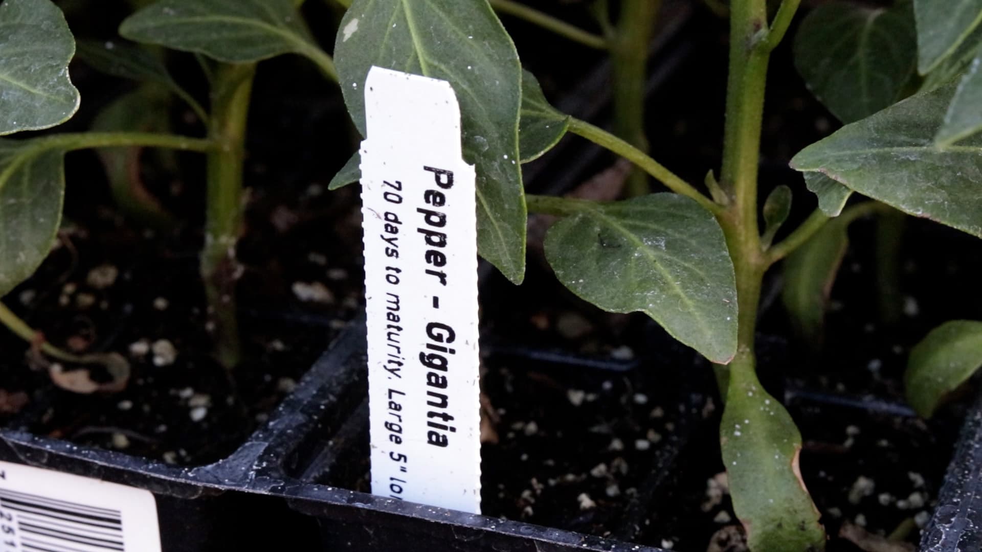 Gigantia Pepper