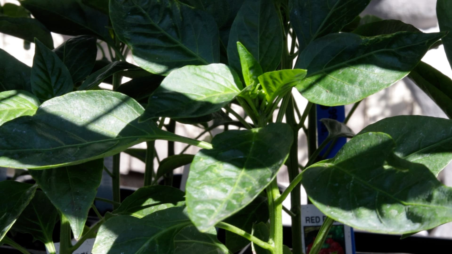 Red Bell Pepper