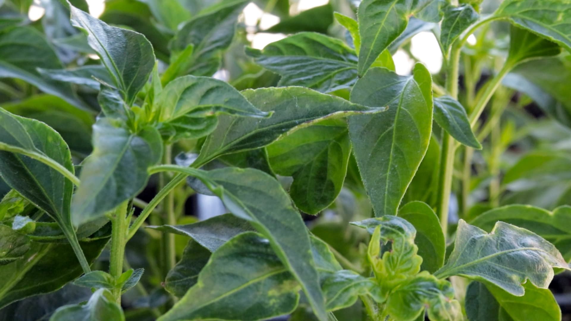 Serrano Pepper