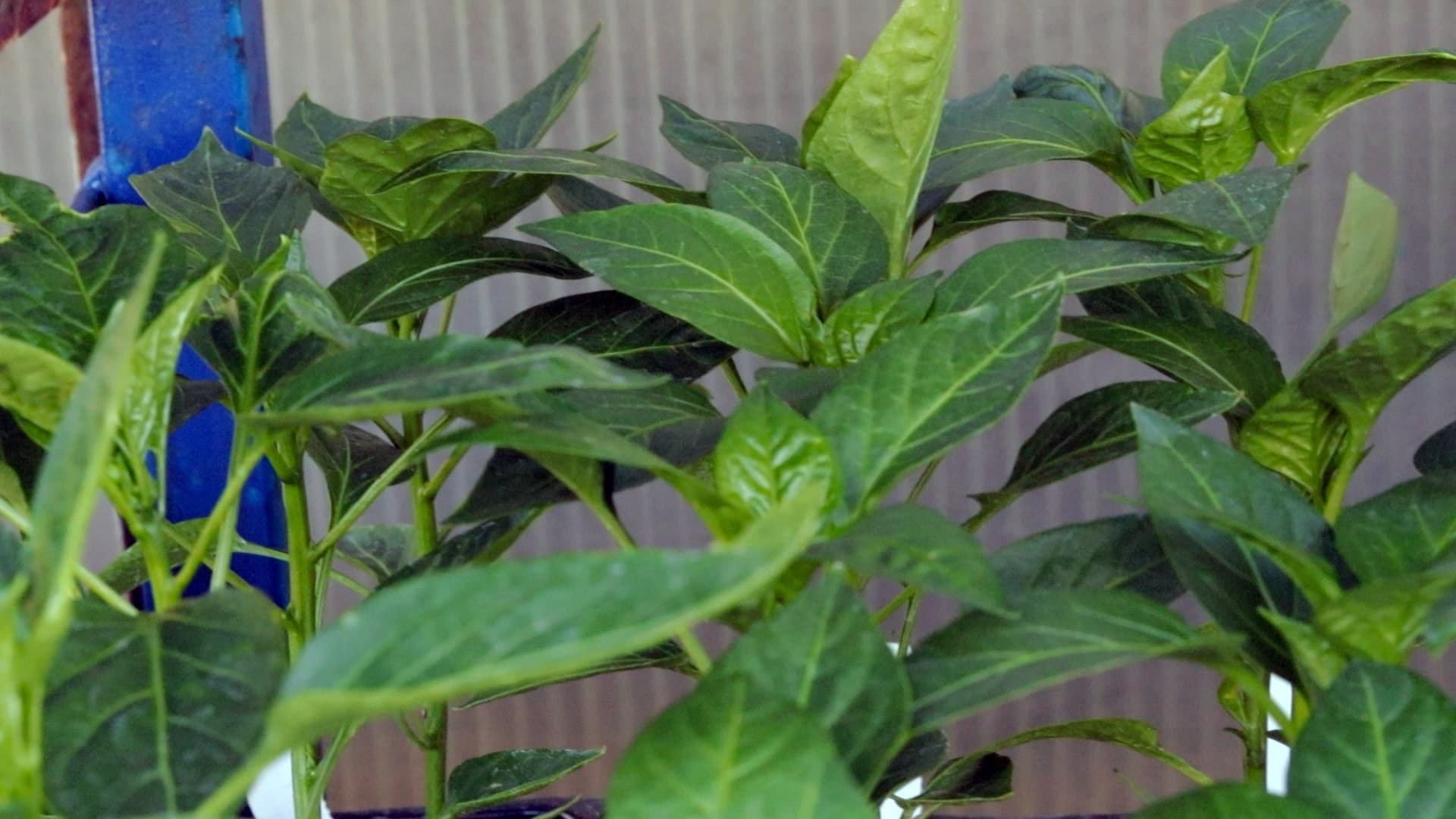 Sweet Canyon Pepper