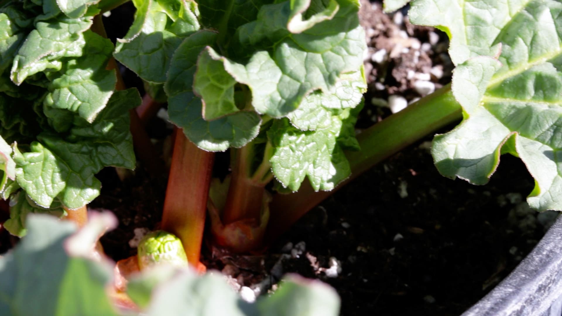Victoria rhubarb