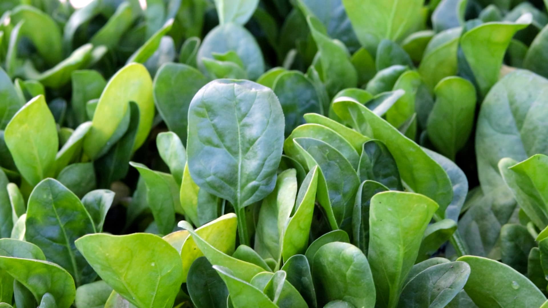 Spinach