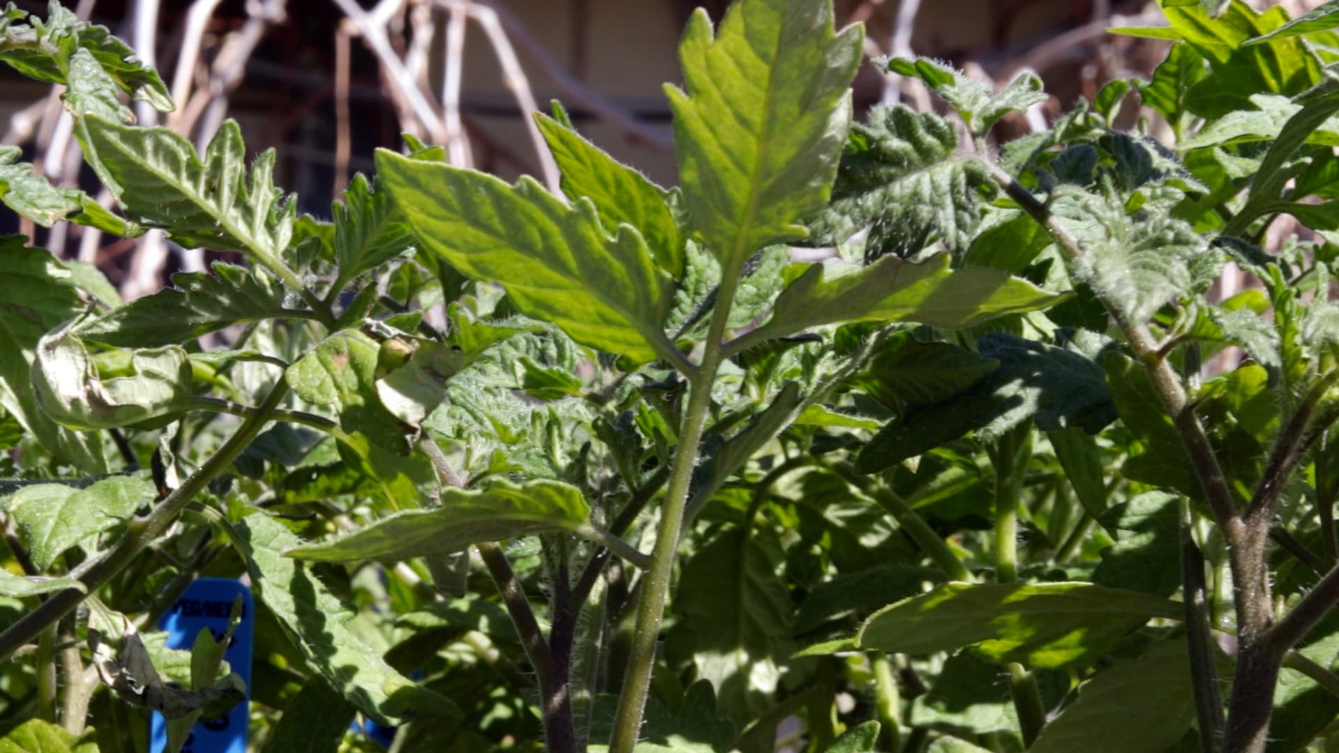 How to Save Tomato Seeds (Heirloom & Open-Pollinated Only)