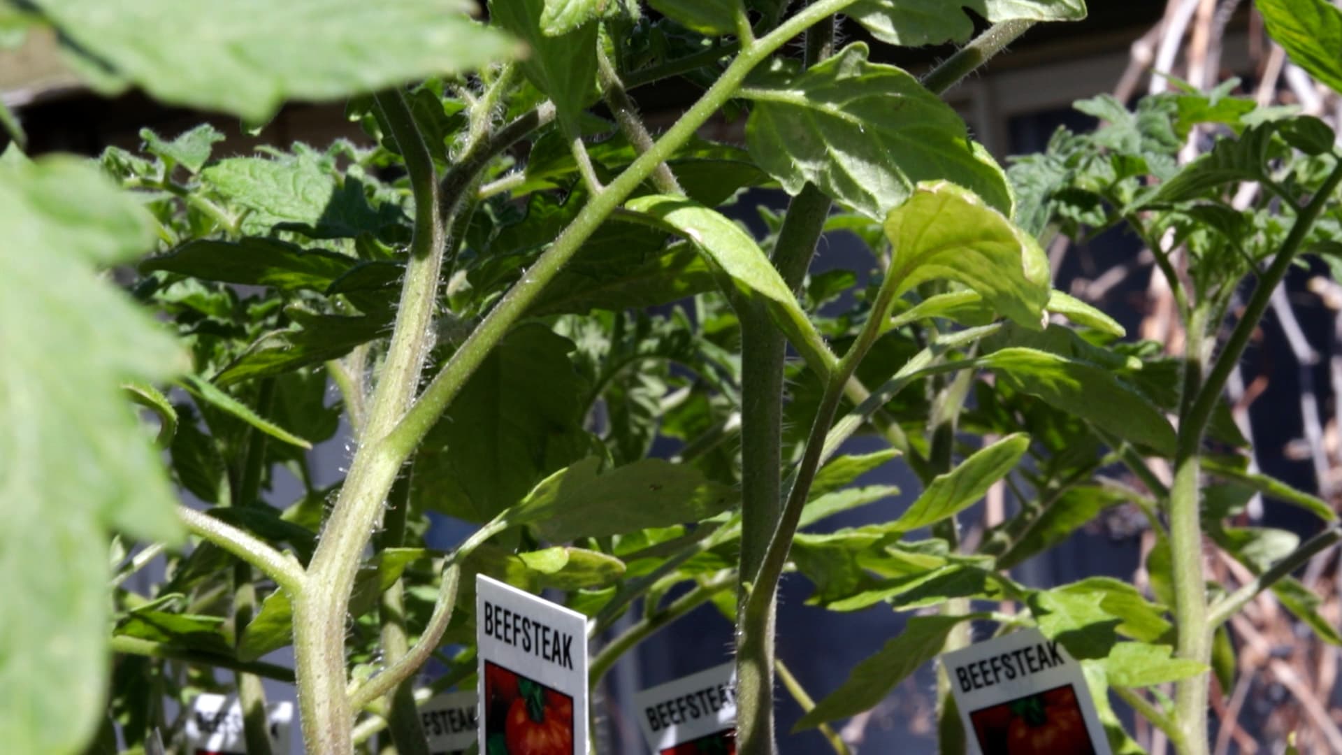 Heirloom tomato plants on stakes