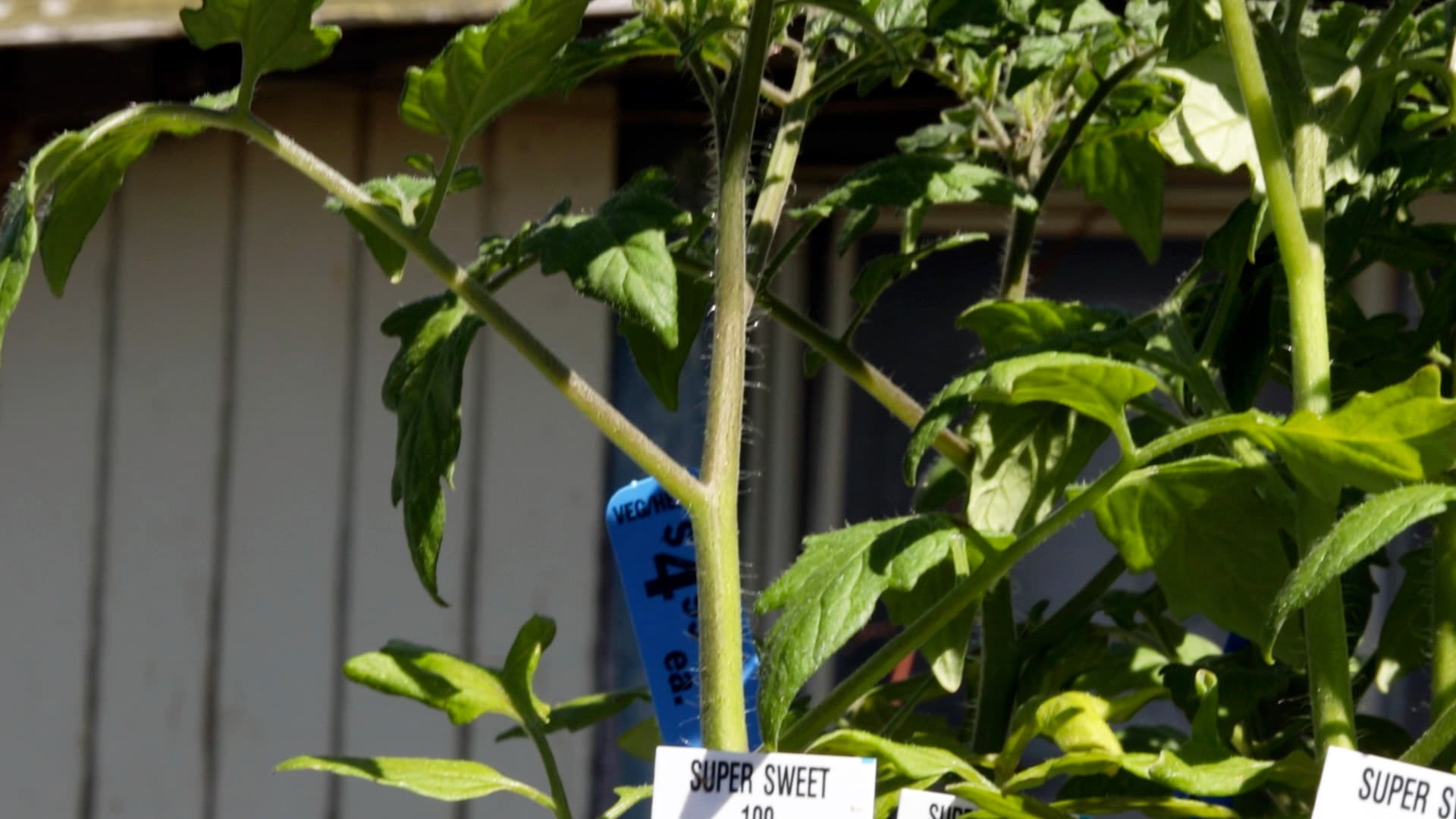 How to Save Tomato Seeds (Heirloom & Open-Pollinated Only)