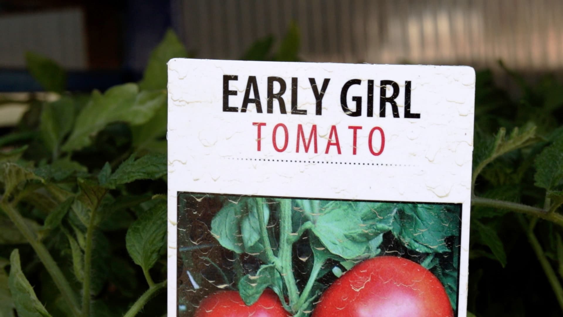 Early Girl Tomato