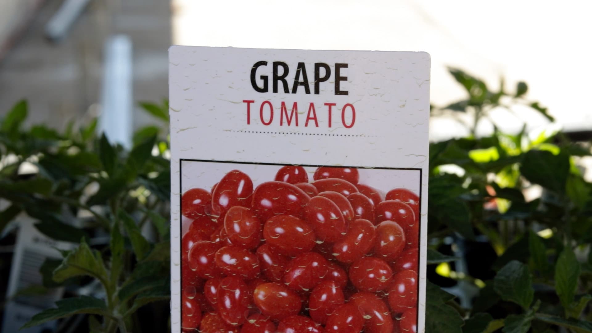 Grape Tomato