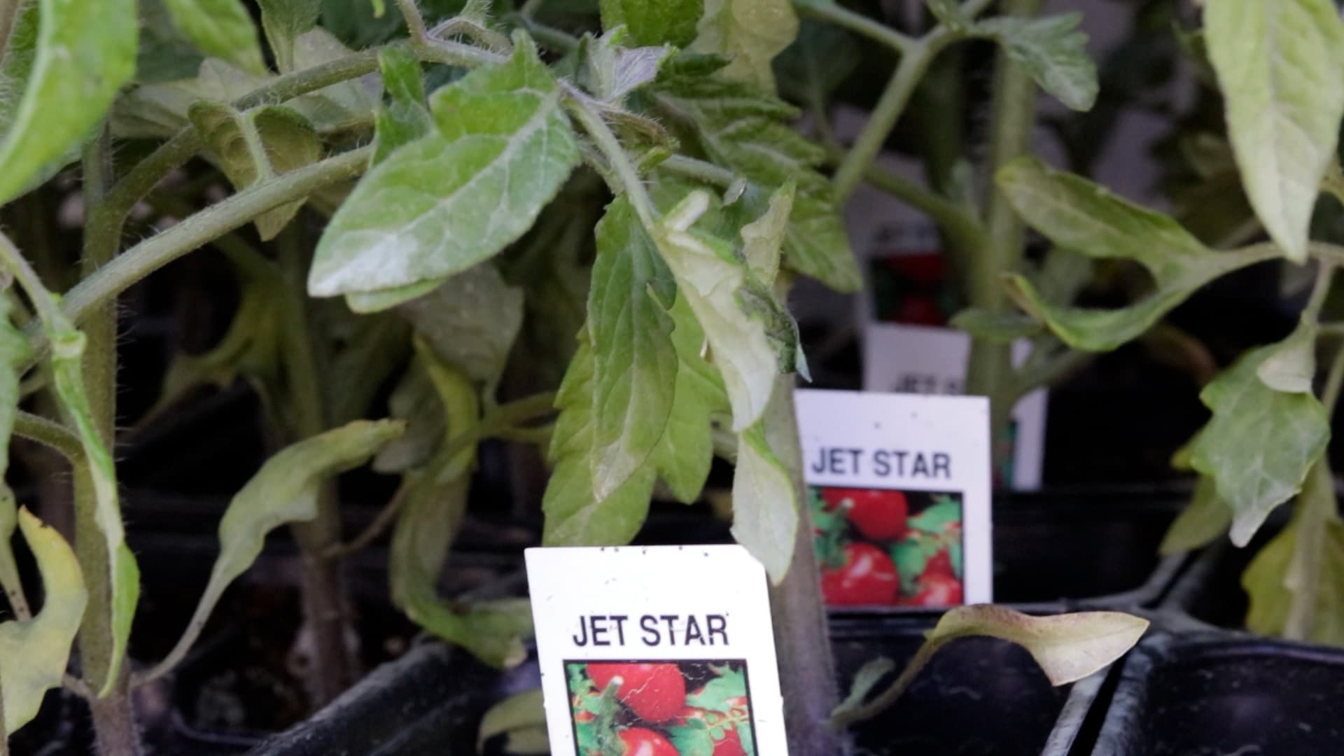 Jet Star Tomato