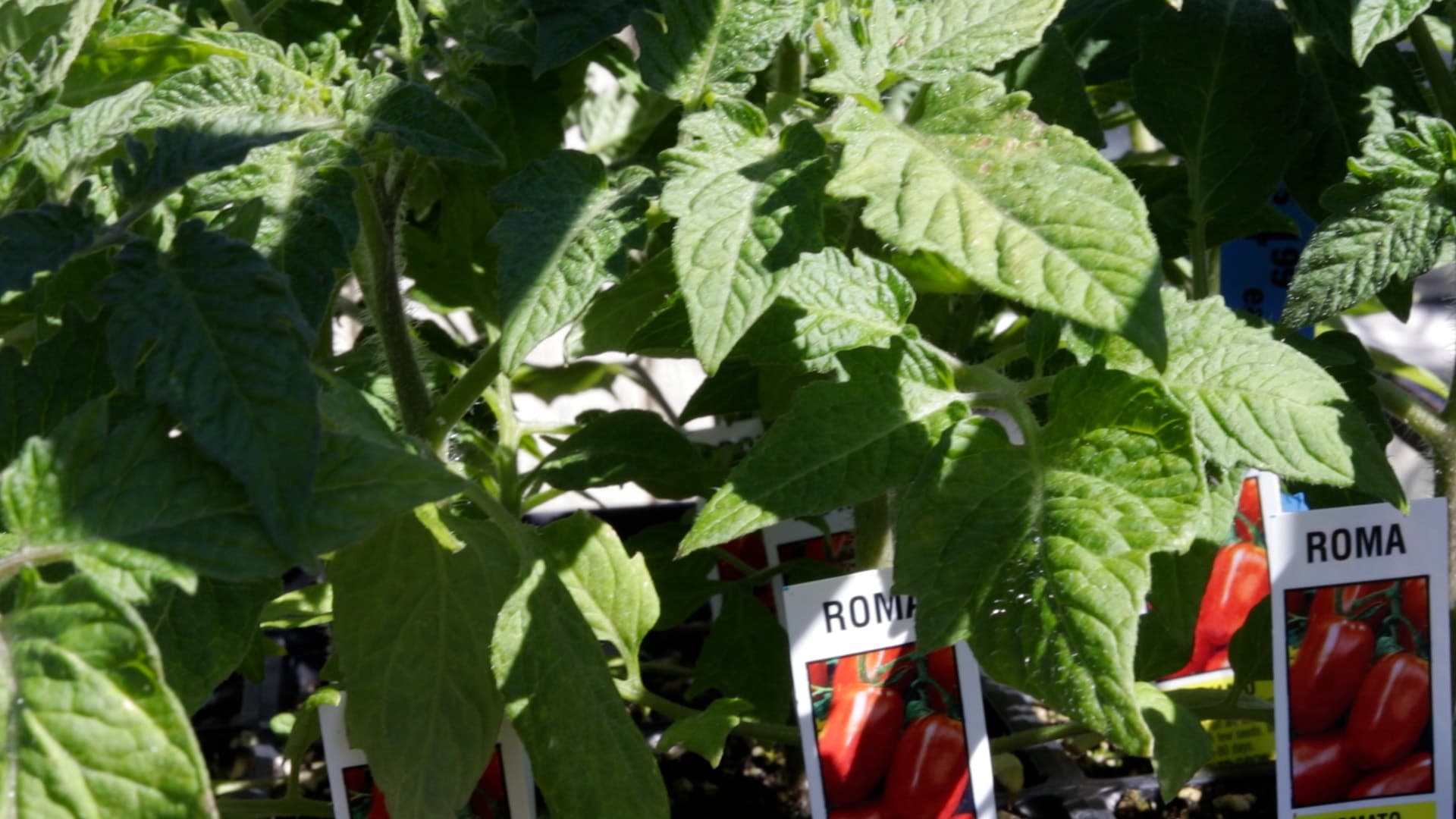 Roma Tomato