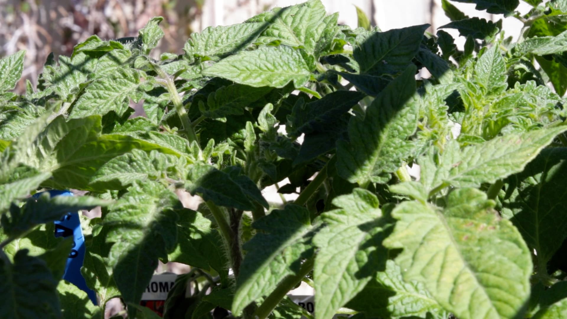 Roma tomato