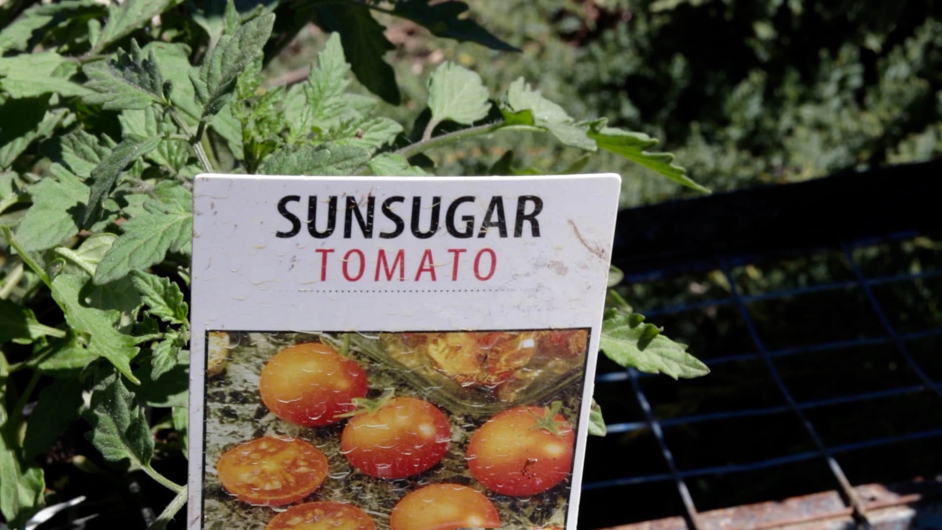 Sun Sugar Tomato