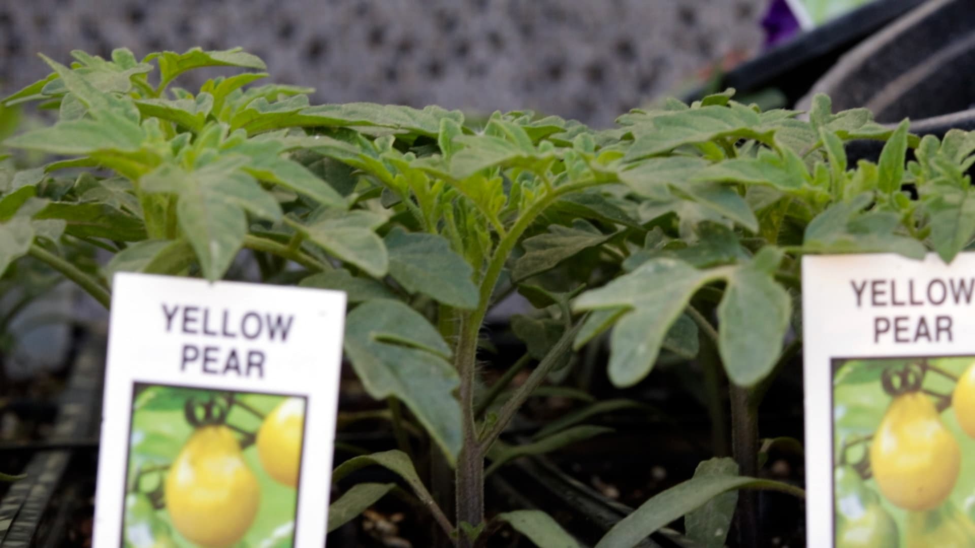 Yellow Pear Tomato