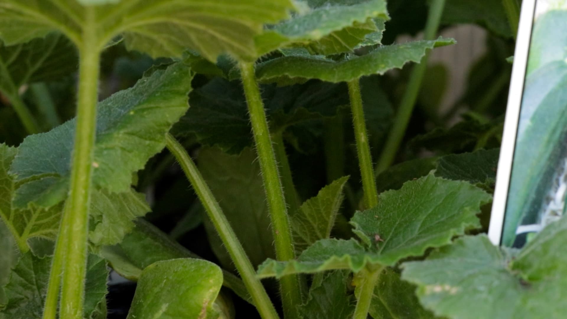 Zucchini