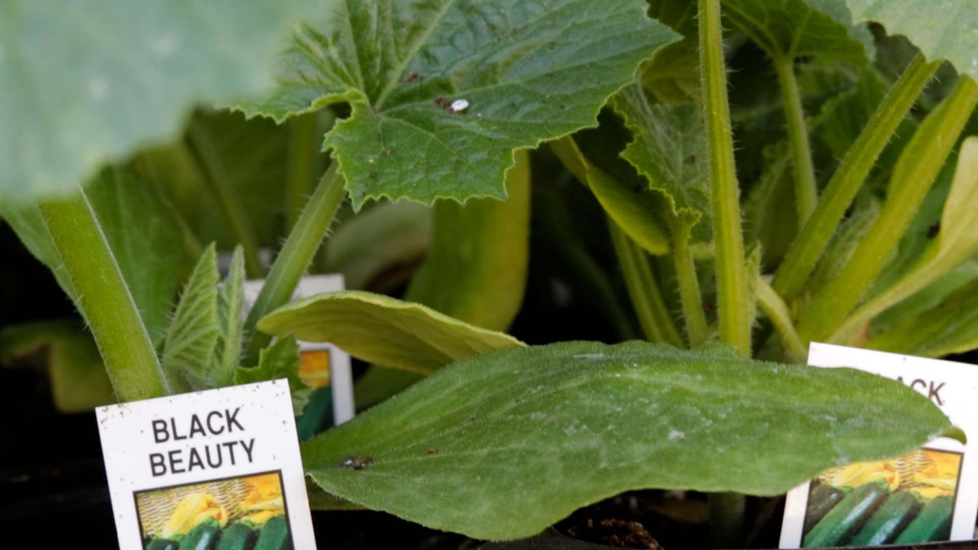 Squash varieties