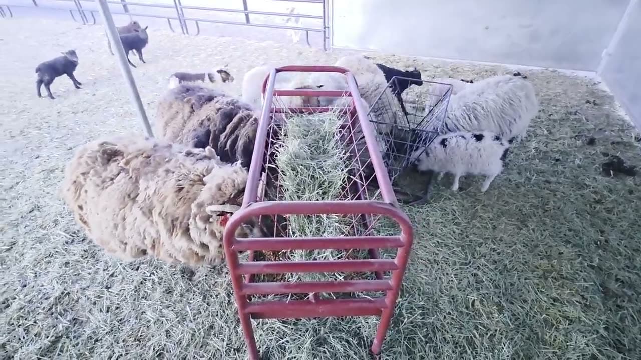 Moving sheep to fresh pasture