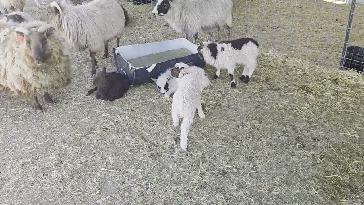 Lambs and ewes out in the field