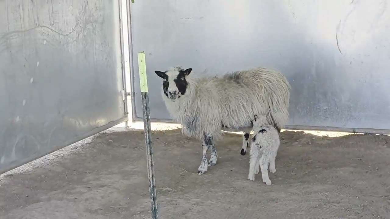 Big Mama