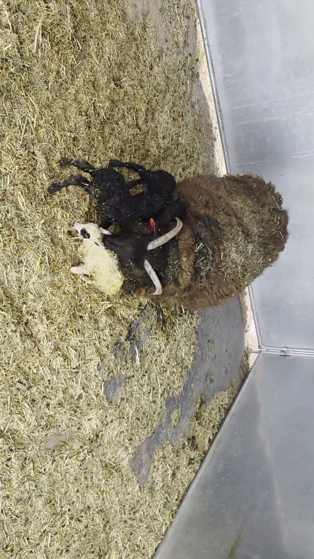 First triplets of the season with their mother