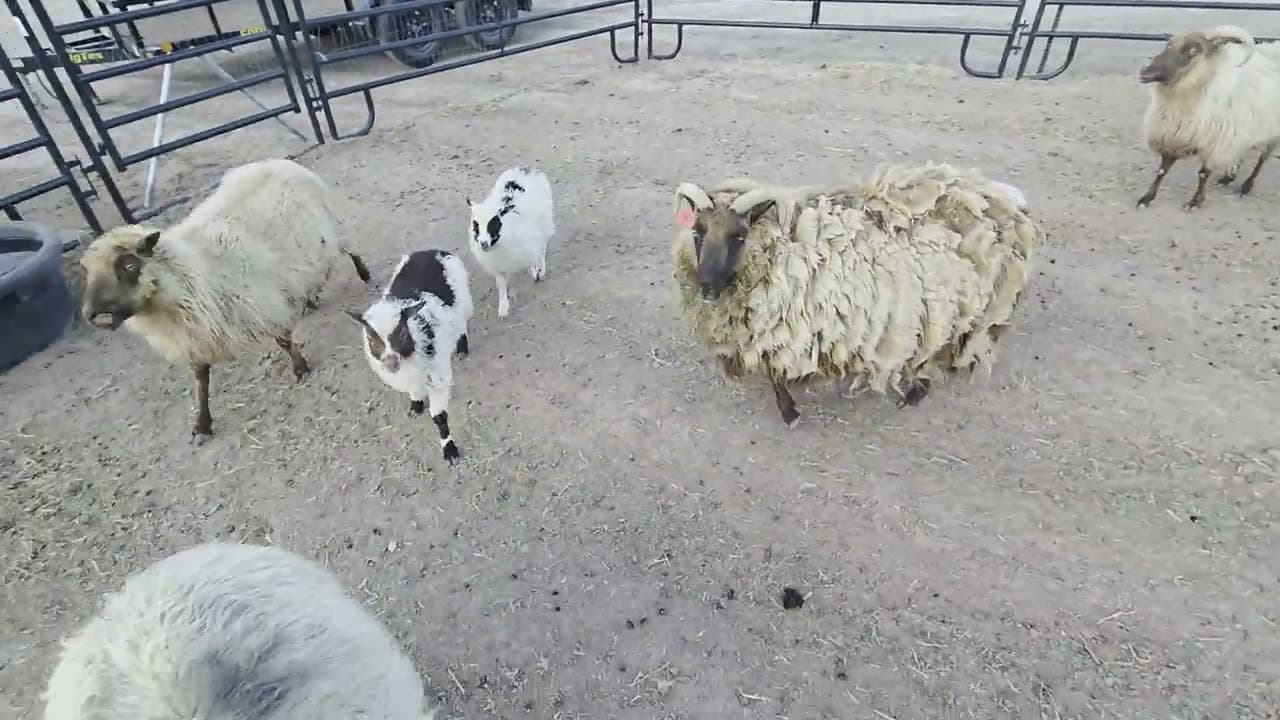Oreo