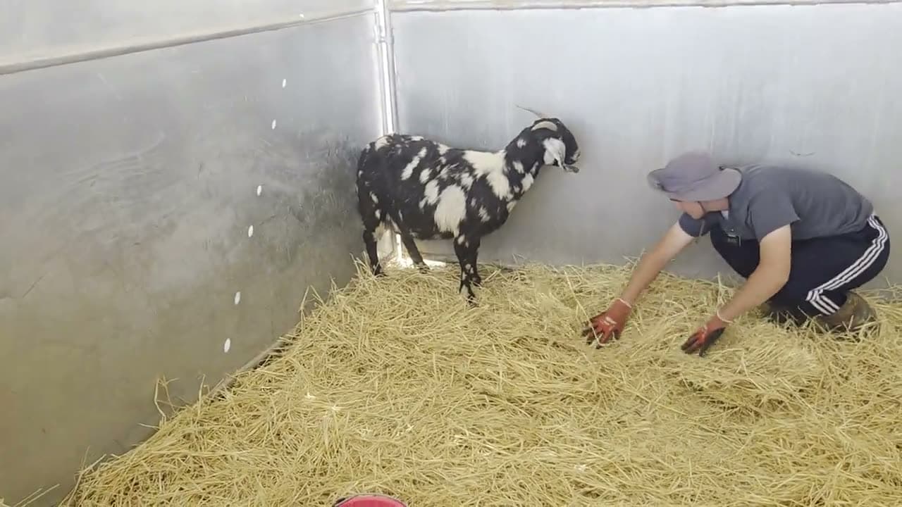 Goat birth