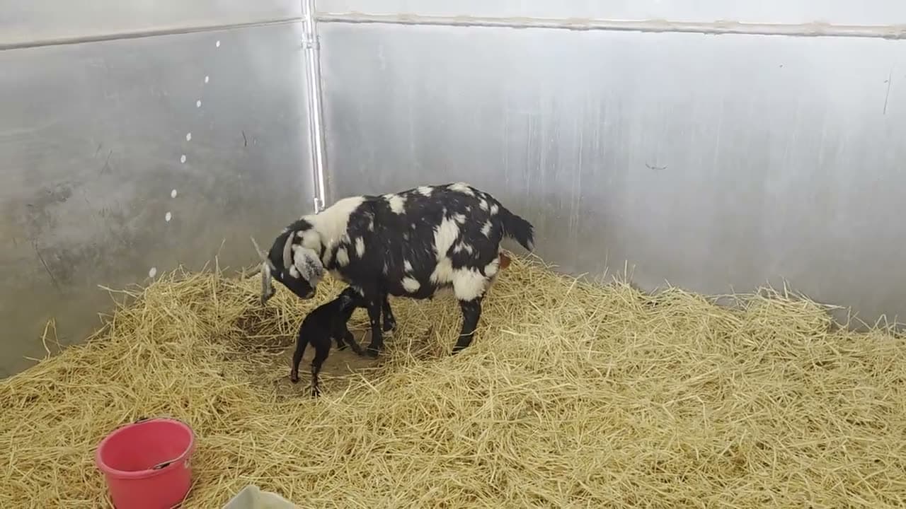 Goat and newborn