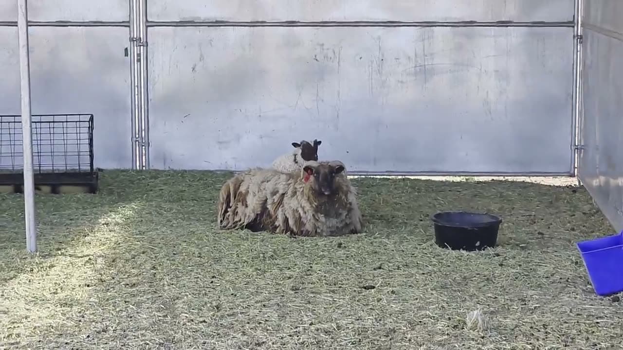 Lamb with her mother