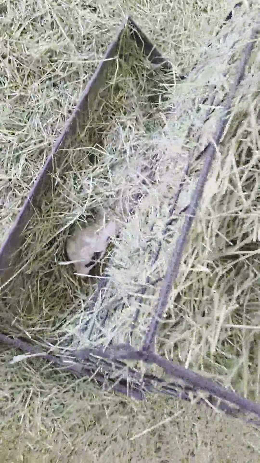 Lamb asleep in the hay trough