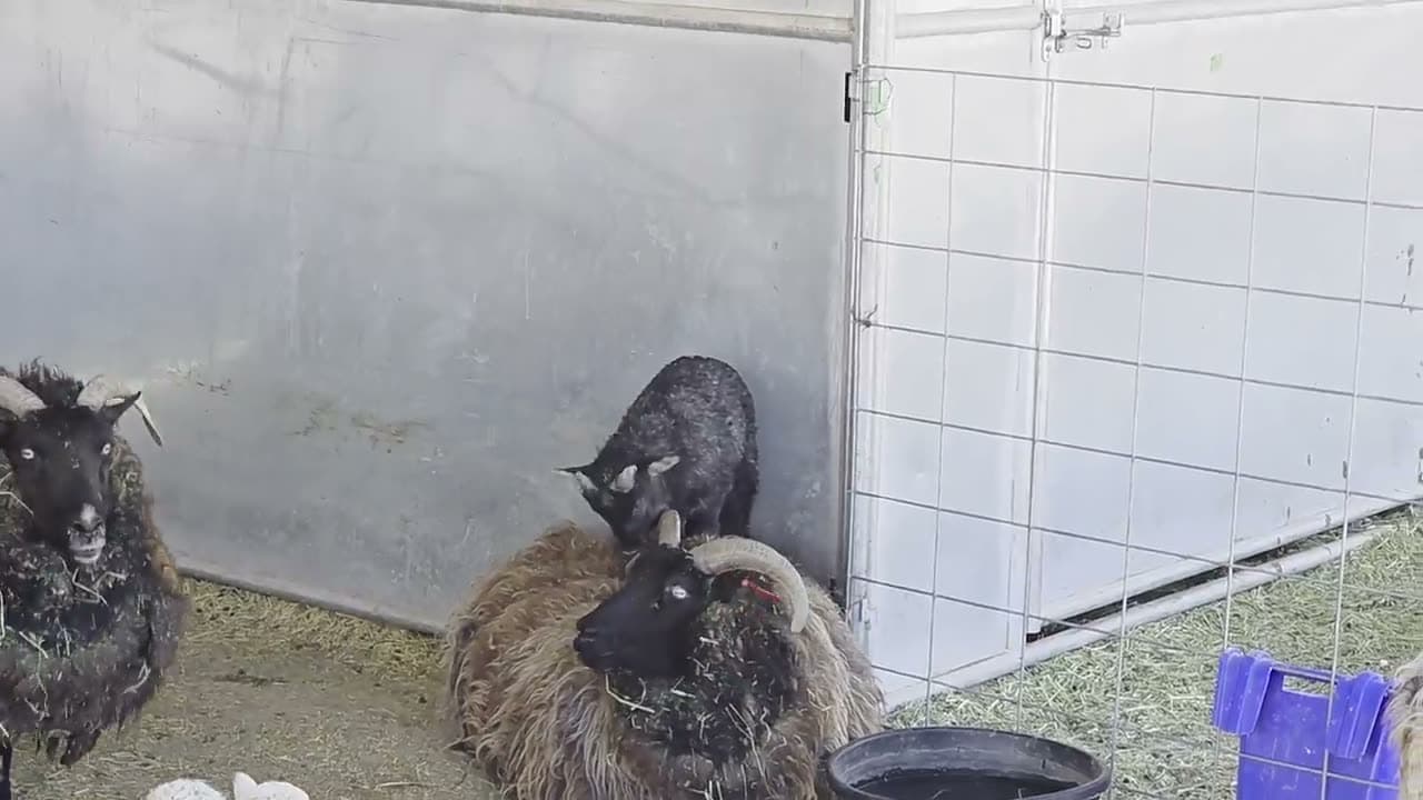 Lamb standing on his very patient mother