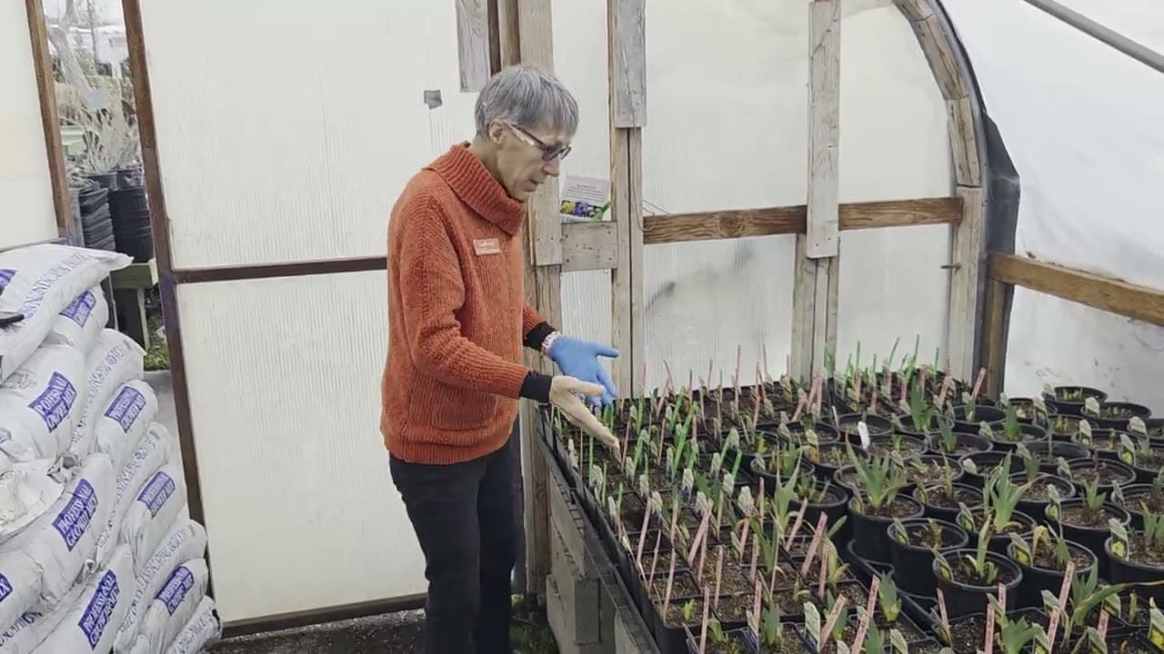 LaRene at work in the nursery