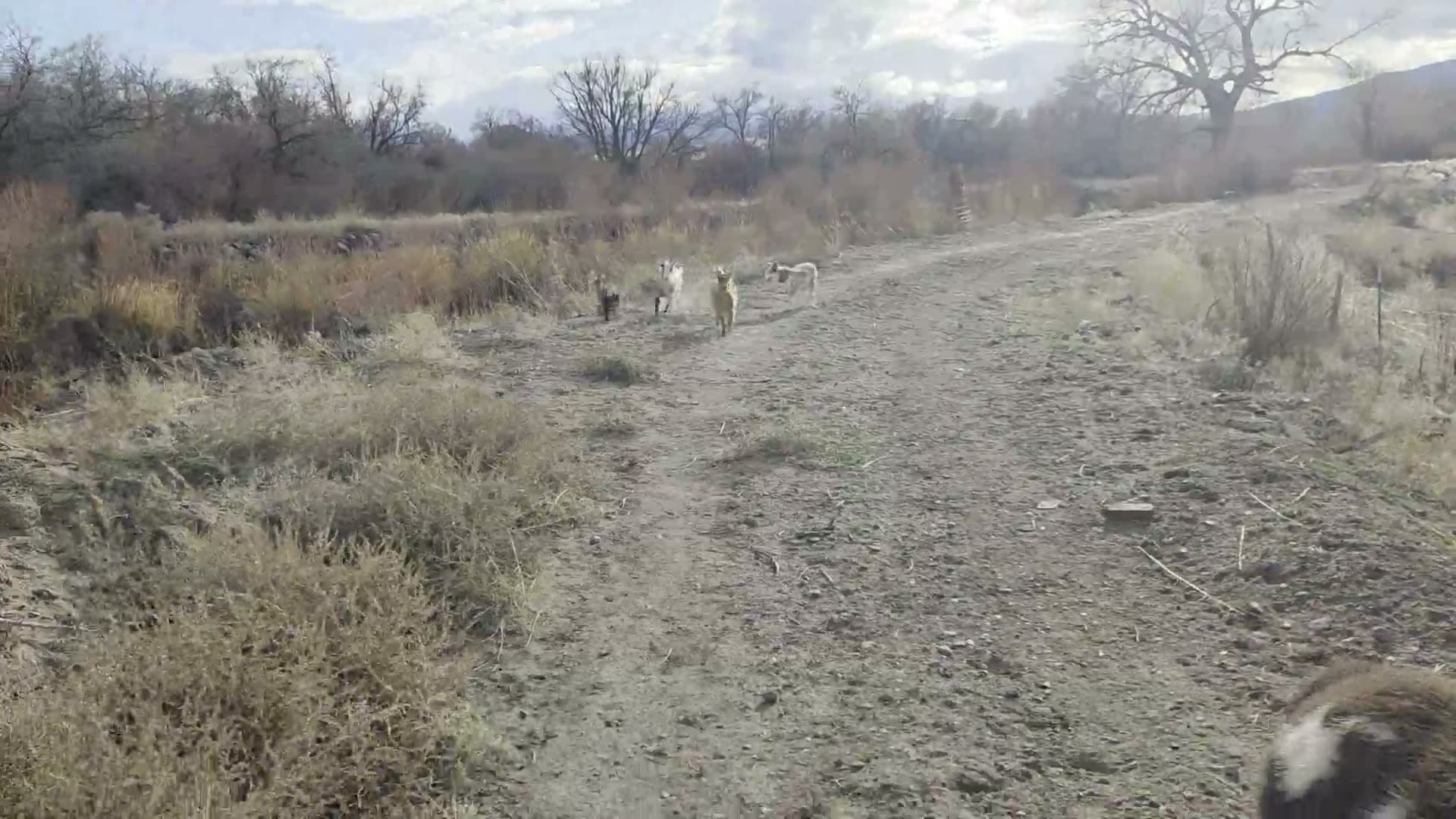 Big Mama, Bandit, and Oreo on guard
