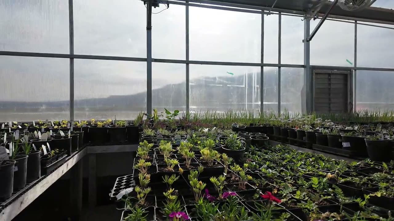 Crowded plant sale with families