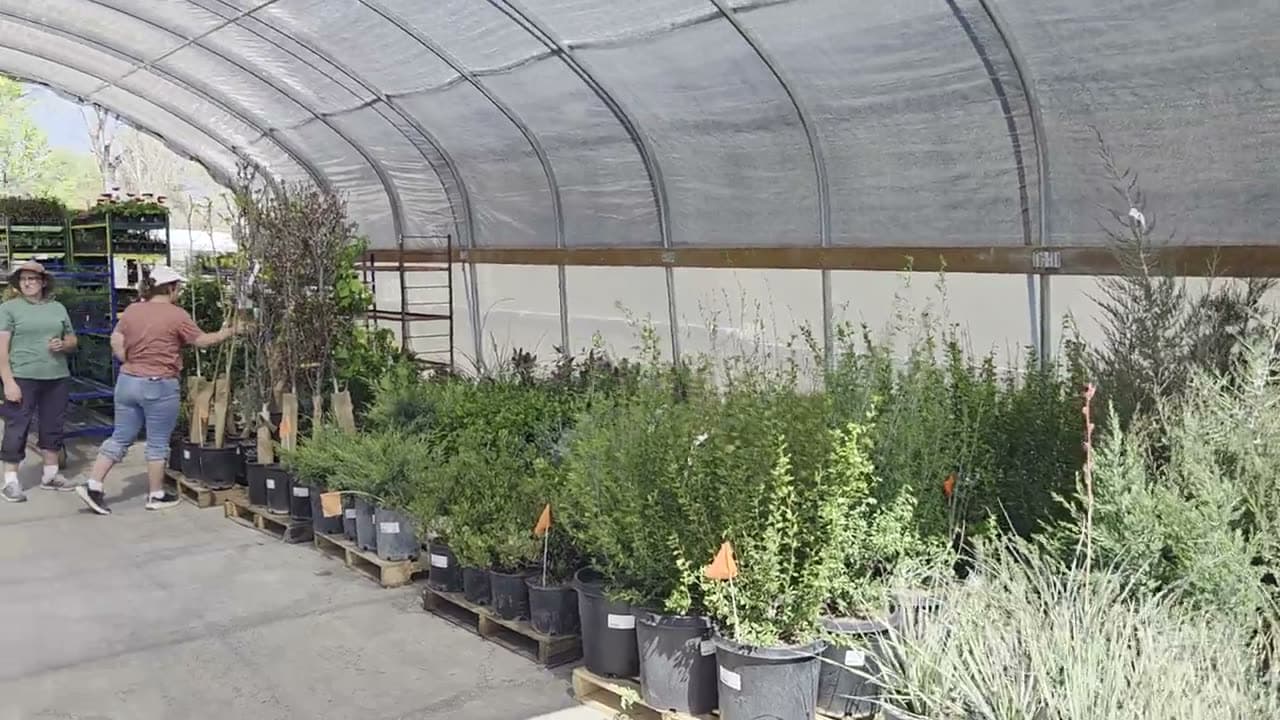 Rows of plants in the receiving greenhouse