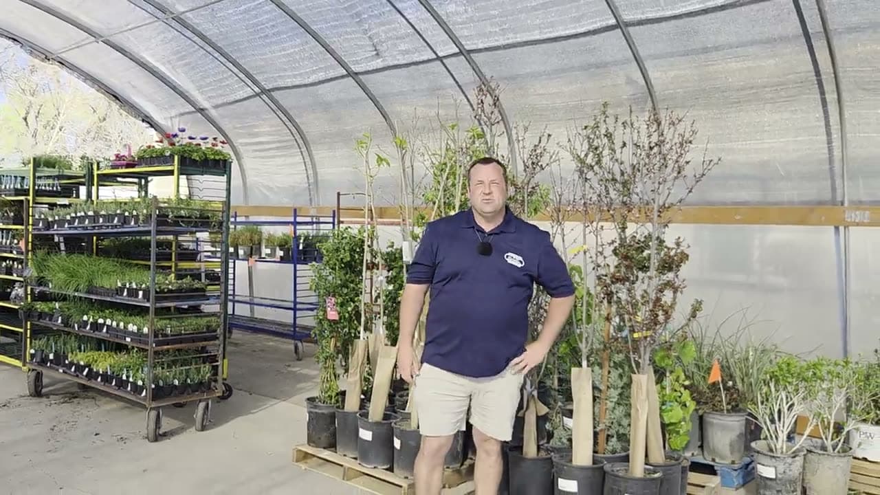 Inside the nursery greenhouse, plants on the benches