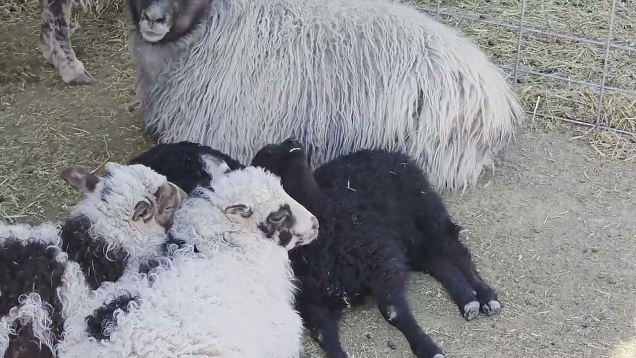 A lamb that appears to be smiling