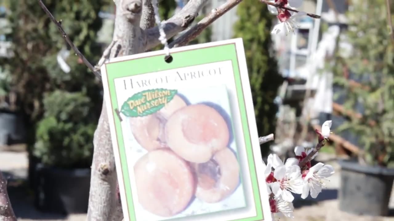 LaRene's Apricot Crisp