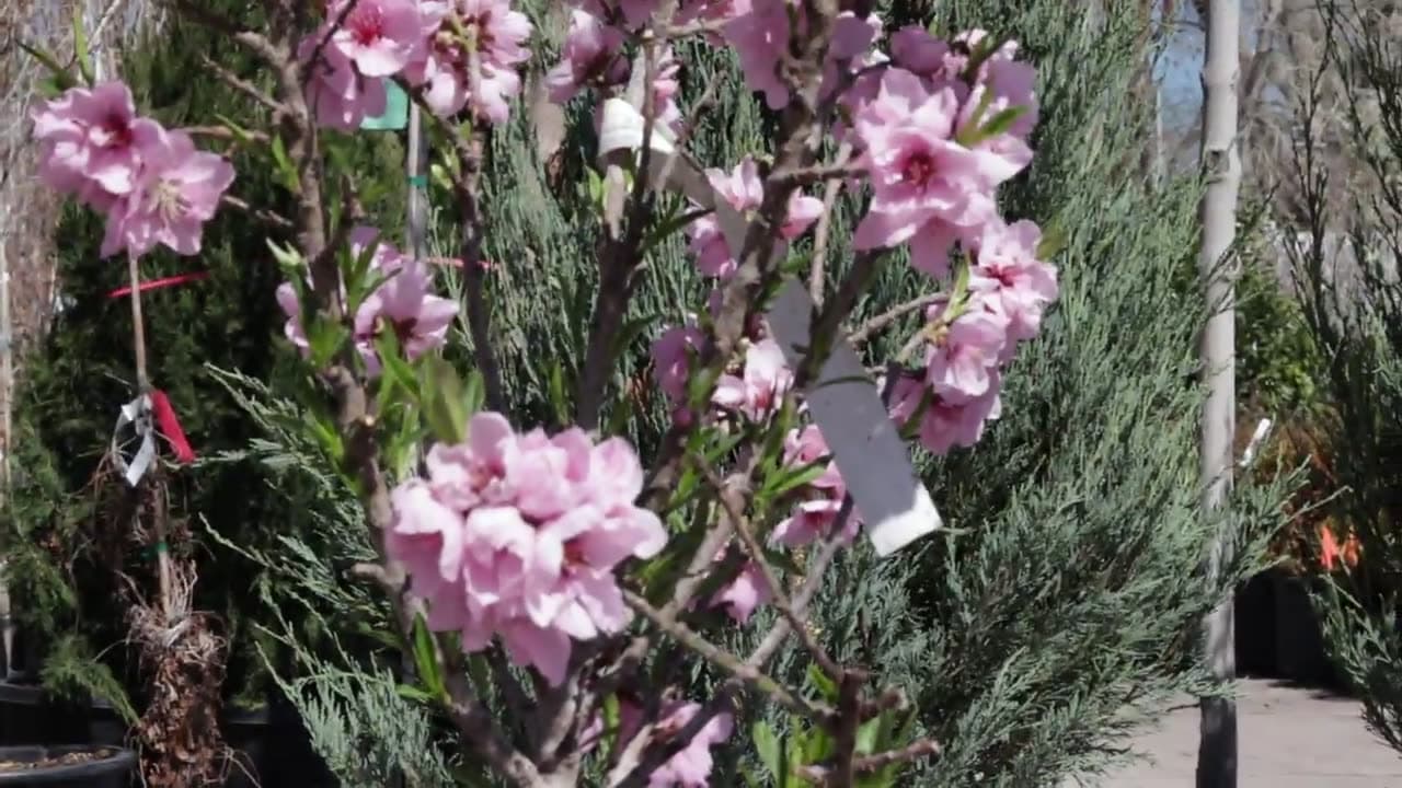 Spring blossoms in the nursery