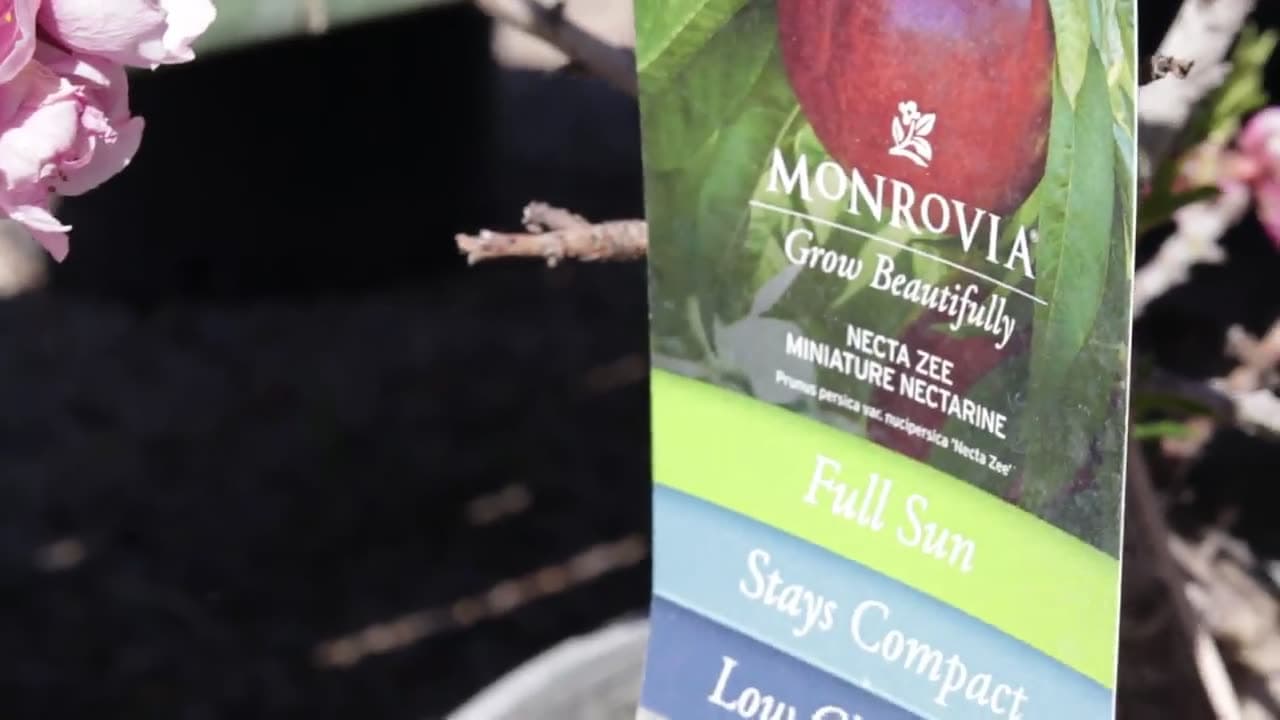 Established nectarine