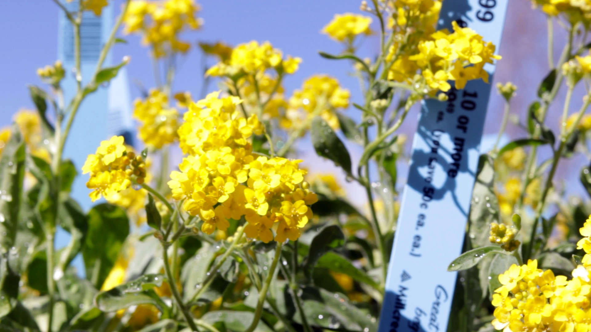 Aurina Saxatilis (Summit Golden Yellow)