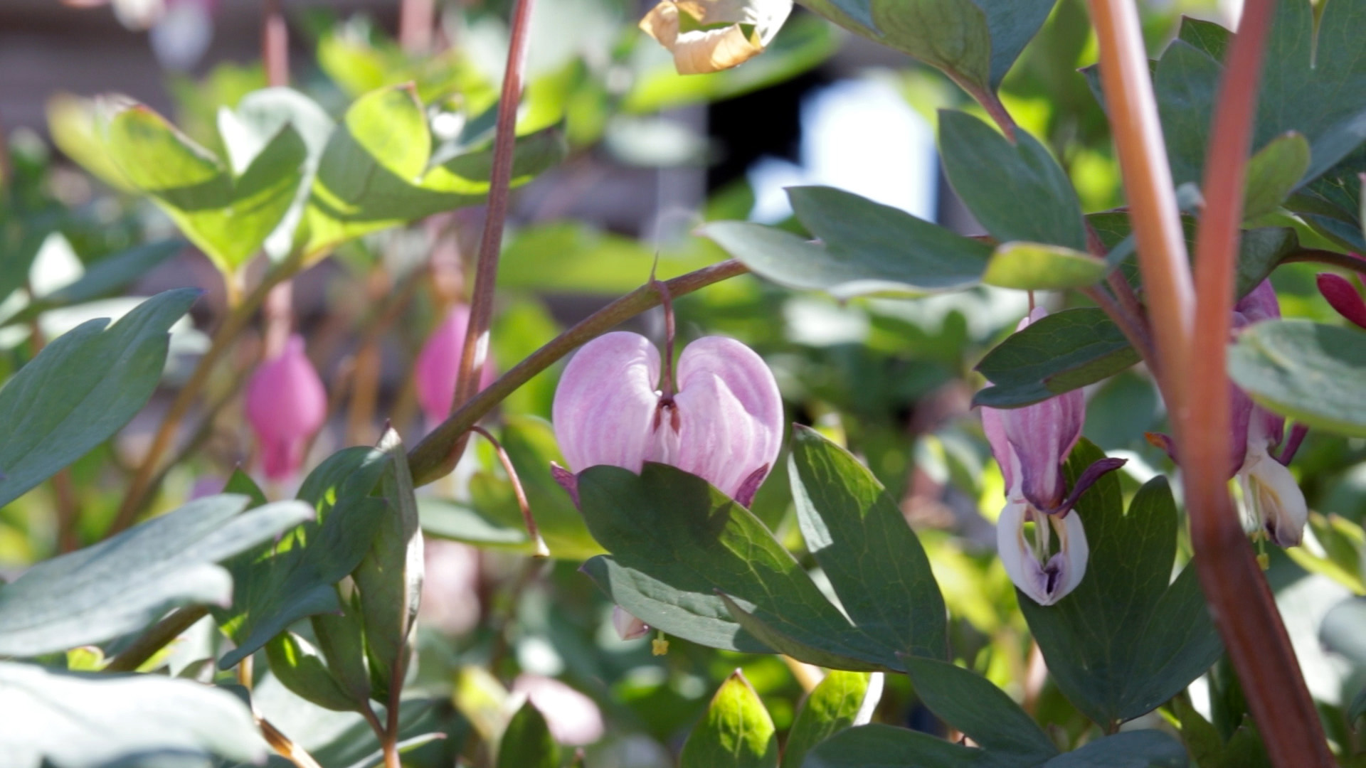 Bleeding Heart (Spectabilis)